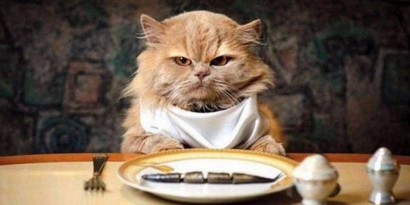 Чем кормить котят в 3 недели без кошки