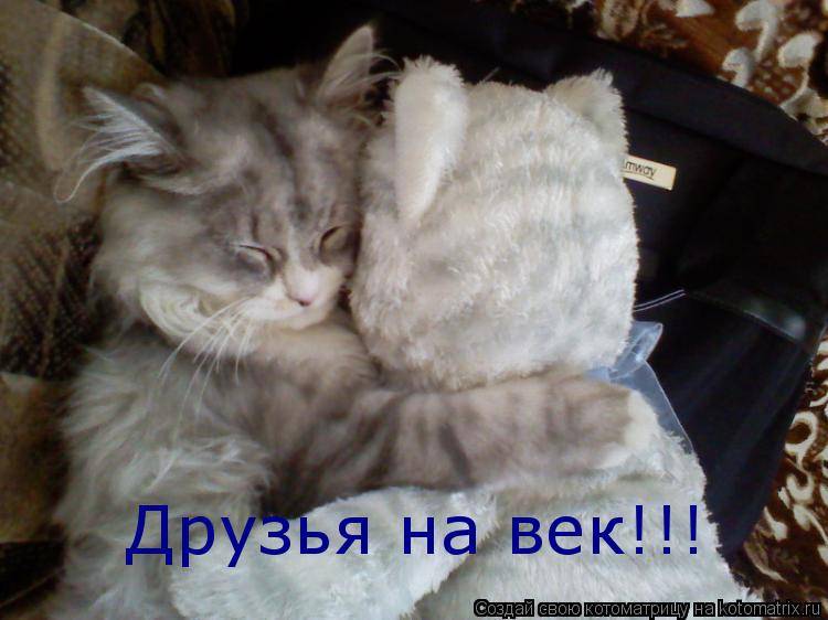 Любят ли нас кошки: научные исследования, умеют ли коты любить своих хозяев
