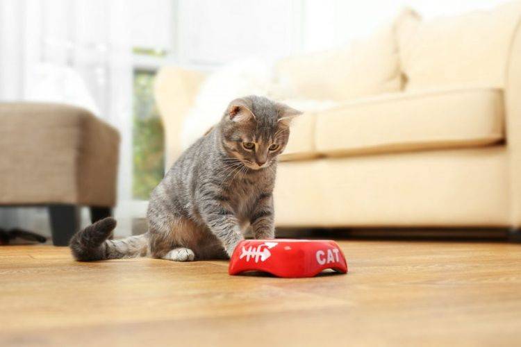 Аппетит кошки — аппетит хищника. Разбираем новый премиальный рацион Crave